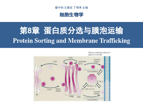 细胞生物学-第8章-蛋白质分选与膜泡运输