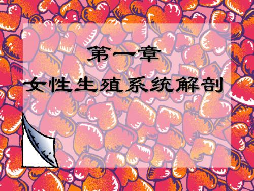 女性生殖系统解剖