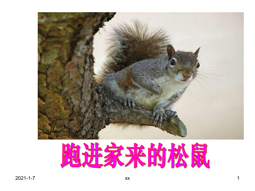 人教版小学语文六年级上册《跑进家来的松鼠》课件