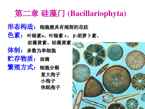 水生生物学2-硅藻