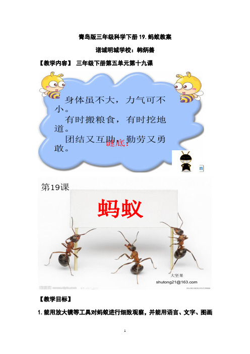 青岛版三年级科学《蚂蚁》教案