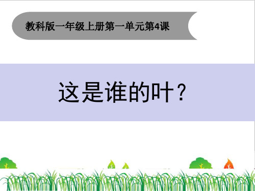 最新教科版一年级科学上册《这是谁的叶》精品课件