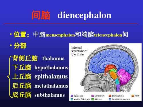 系统解剖学课件：间脑