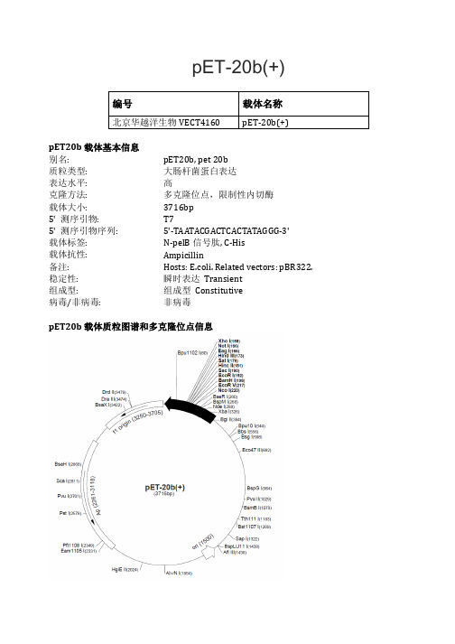 pET-20b(+)载体说明