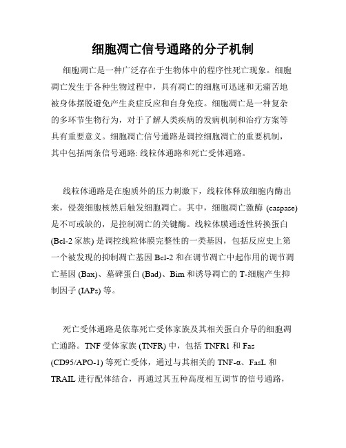 细胞凋亡信号通路的分子机制