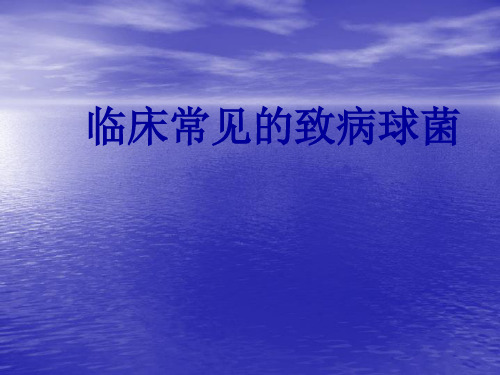 临床常见的致病球菌