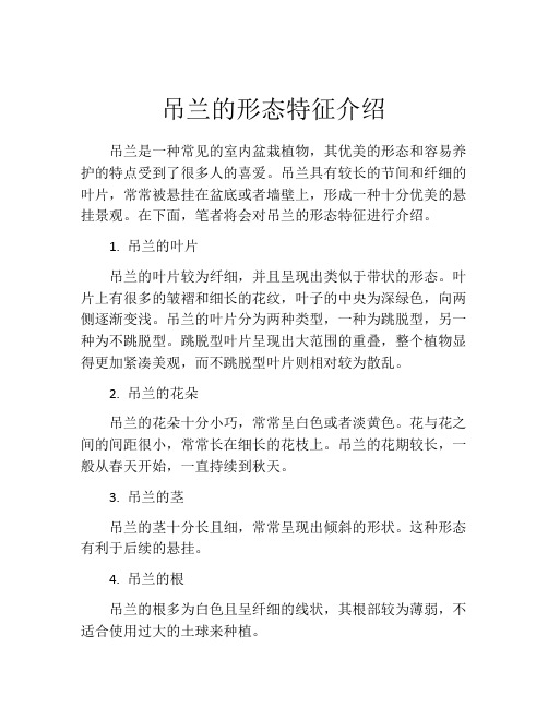 吊兰的形态特征介绍