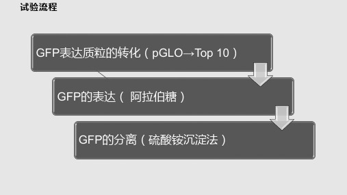 GFP蛋白的表达分离与纯化PPT课件