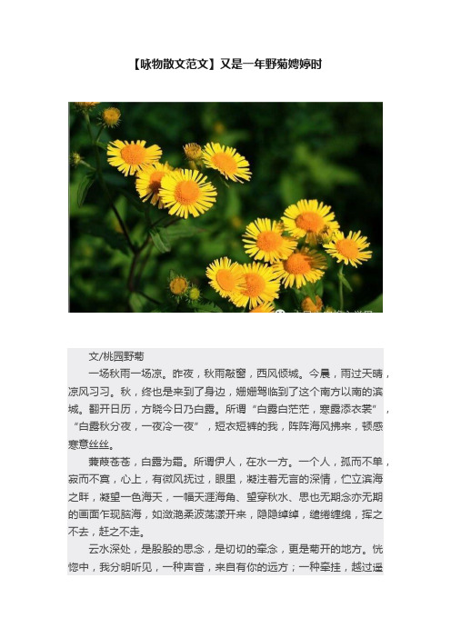 【咏物散文范文】又是一年野菊娉婷时