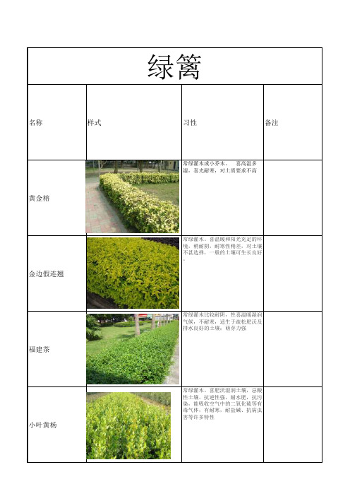 常见绿篱灌木单