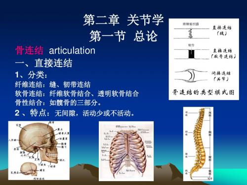 《骨连结》ppt课件