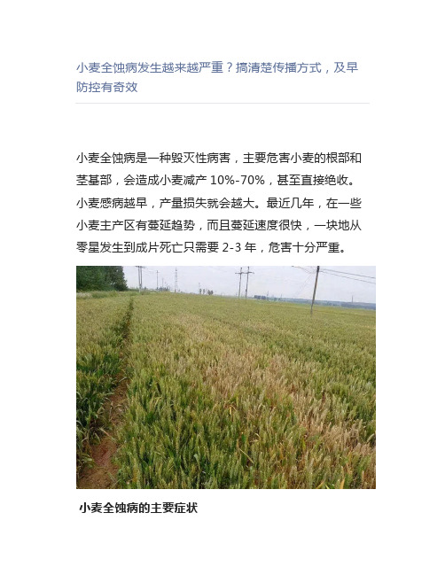 【农业】小麦全蚀病发生越来越严重搞清楚传播方式,及早防控有奇效