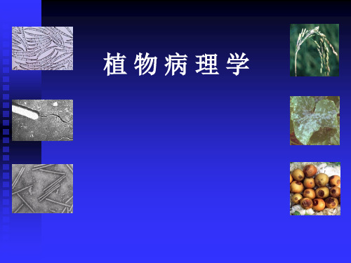 植物病理学3(病害循环+诊断+防治)