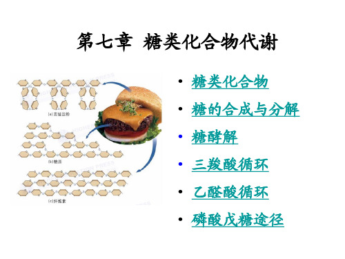 第七章糖类代谢案例