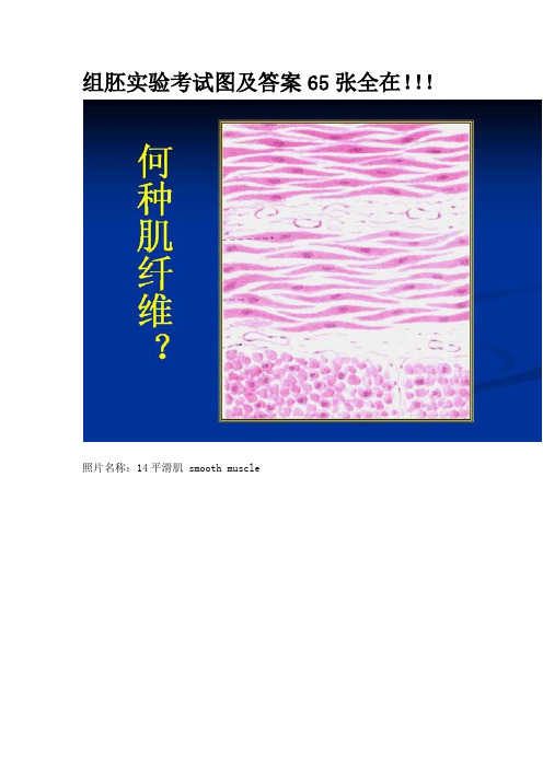 组织学与胚胎学 实验图谱