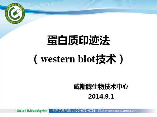 蛋白质印迹法western blot应用介绍