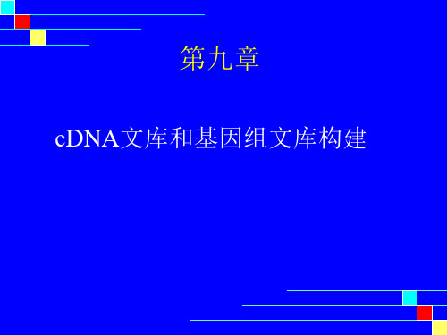 cDNA和基因组文库DNA的构建