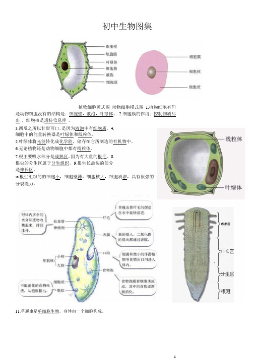 初中生物图集