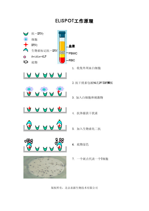 ELISPOT工作原理