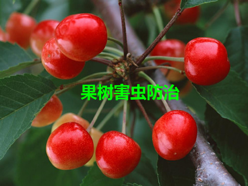 园艺昆虫-果树害虫