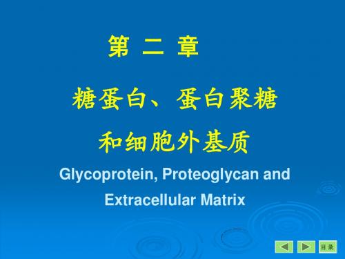 第2章 糖蛋白、蛋白聚糖和细胞外 7年制
