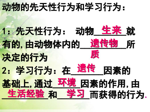 人教版八年级上册生物 5. 社会行为 课件