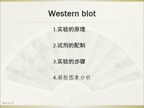 western blot总结前人的经验