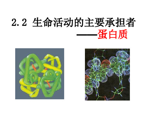 高一上学期生物  生命活动的主要承担者  蛋白质