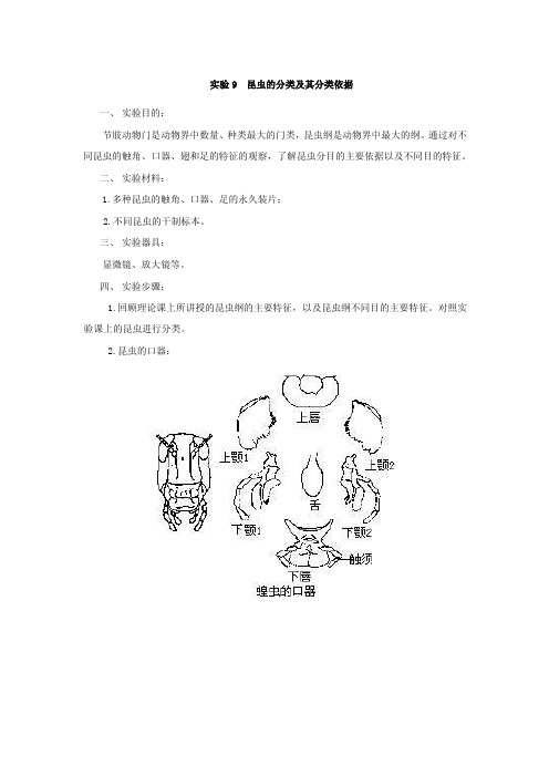 昆虫的分类及其分类依据