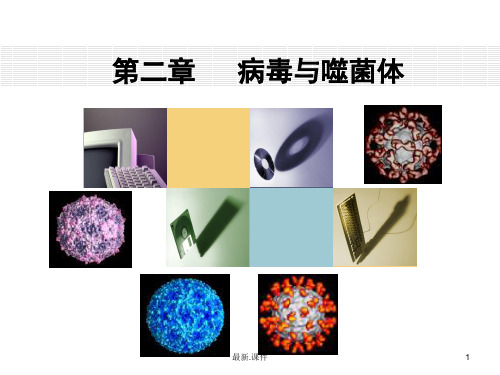 全版病毒与噬菌体.ppt