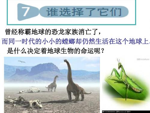 教科版科学六年级上册《谁选择了它们》PPT