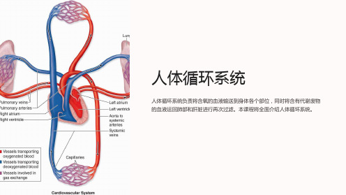 《高中生物课件：人体循环系统》