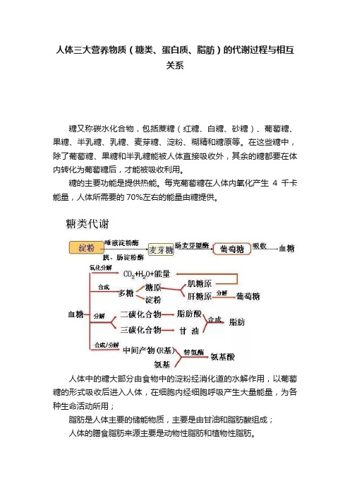 人体三大营养物质（糖类、蛋白质、脂肪）的代谢过程与相互关系