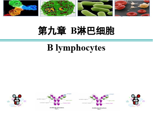 医学免疫学-第九章 B细胞