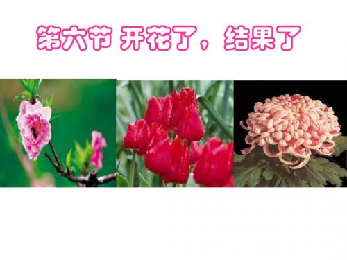 16开花和结果72P