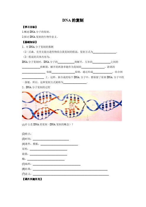 学案11：3.3DNA的复制