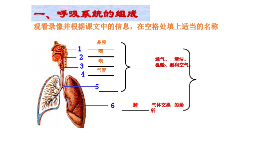 呼吸系统-消化系统-循环系统-泌尿系统总复习