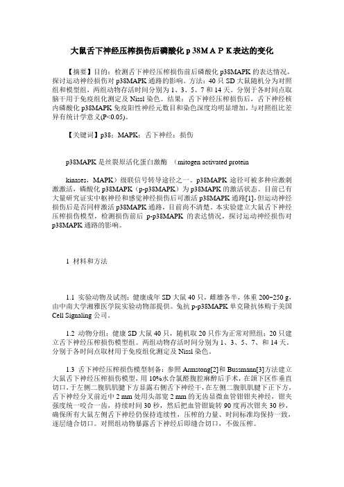 大鼠舌下神经压榨损伤后磷酸化p38MAPK表达的变化