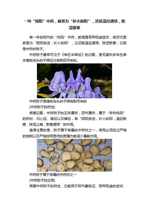 一味“纯阳”中药，被誉为“补火助阳”，还能温经通络，除湿散寒