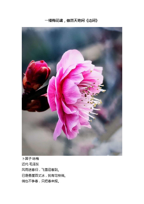 一缕梅花魂，傲然天地间《诗词》