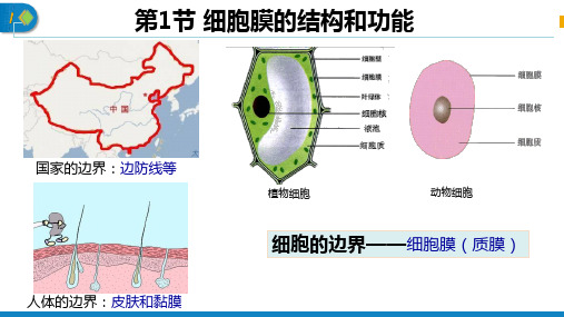 细胞膜的结构和功能ppt课件