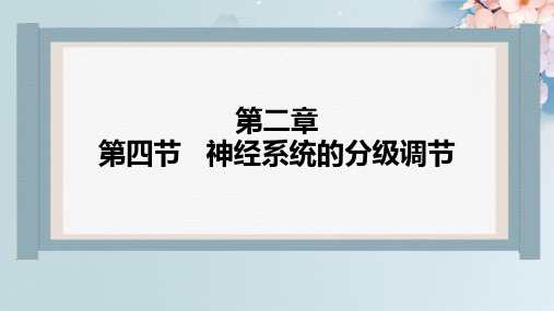 神经系统的分级调节课件高二上学期生物人教版选择性必修2