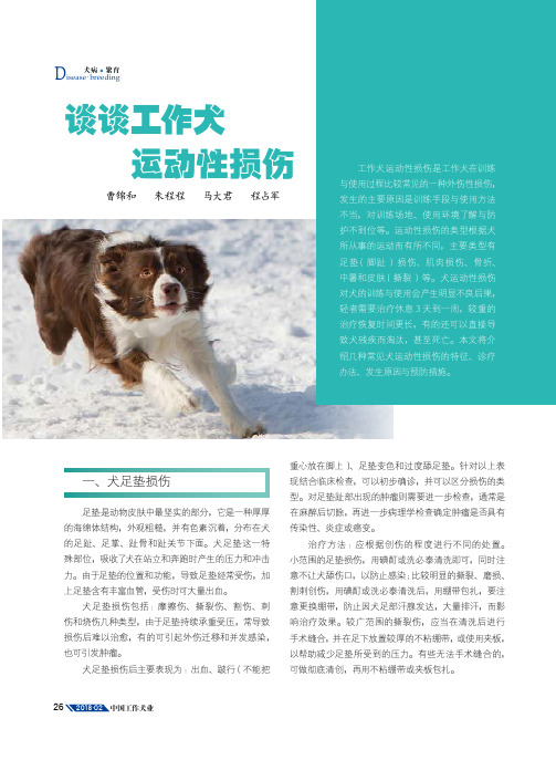 谈谈工作犬运动性损伤