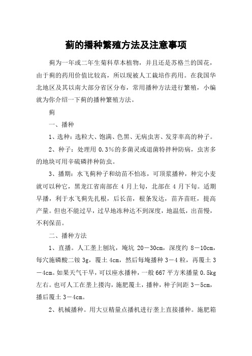 蓟的播种繁殖方法及注意事项
