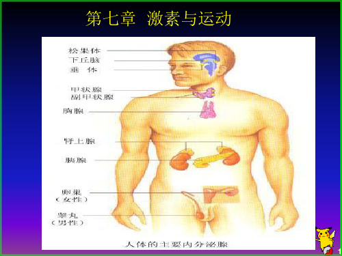 第7章 内分泌免疫与运动激素与运动