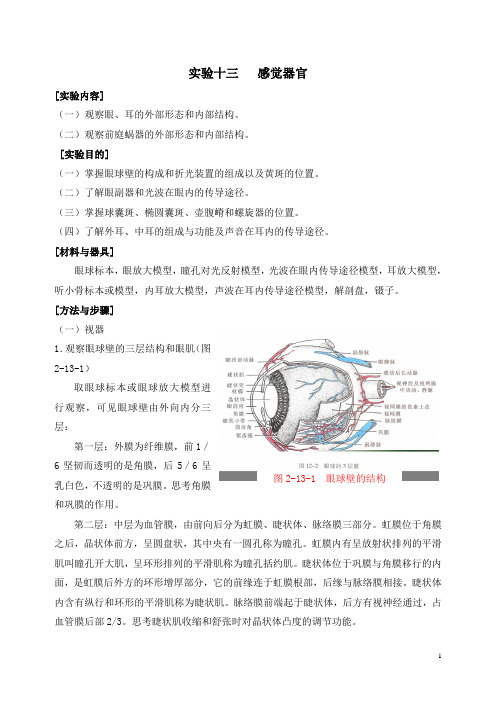 人体解剖学  实验十三  感觉器官