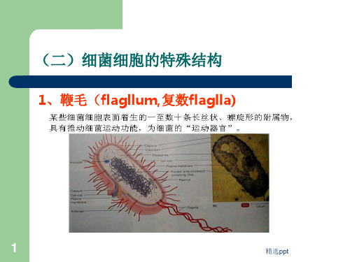 《细菌放线菌》PPT课件