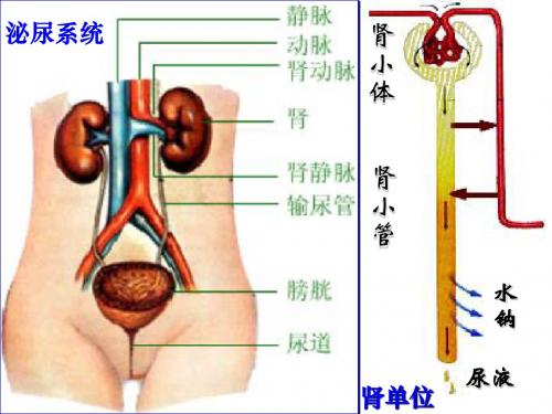 肾衰1(ARF)