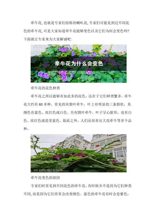 牵牛花为什么会变色