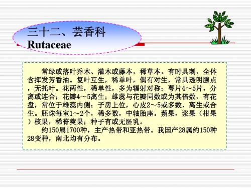 芸香科Rutaceae